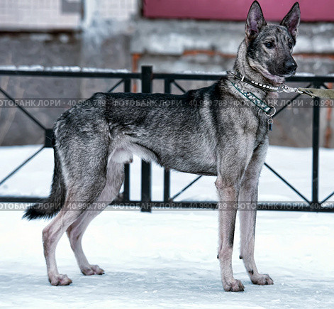 Dog pooch on a leash in winter. Стоковое фото, фотограф Анна Кривицкая / Фотобанк Лори