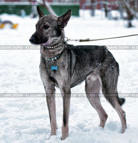 Dog pooch on a leash in winter. Стоковое фото, фотограф Анна Кривицкая / Фотобанк Лори