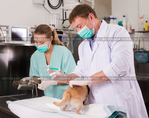 Dog undergoing surgery at vets. Стоковое фото, фотограф Яков Филимонов / Фотобанк Лори