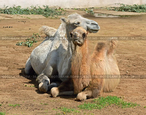 Domestic bactrian camel (Camelus bactrianus). Mother and child. Стоковое фото, фотограф Валерия Попова / Фотобанк Лори
