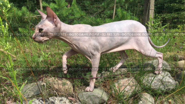 Don sphynx cat walks on stones, looks around fearfully, stepping cautiously. Стоковое видео, видеограф Кекяляйнен Андрей / Фотобанк Лори