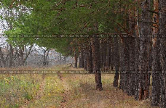 Дорога под соснами. Стоковое фото, фотограф Василий Быстрицкий / Фотобанк Лори