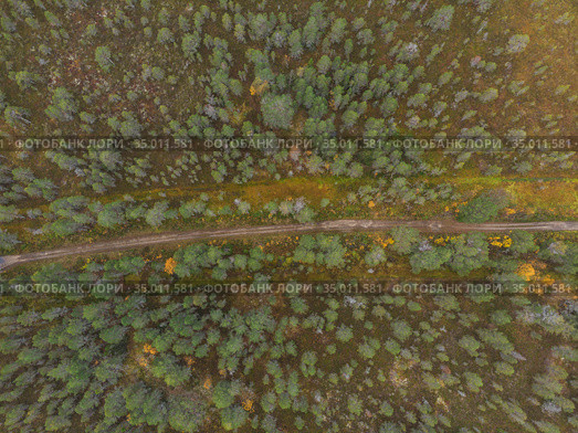 Дорога сквозь лес и болото. Лесная чаща. Стоковое фото, фотограф Яковлев Сергей / Фотобанк Лори