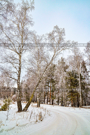 Дорога в заснеженном смешанном лесу. Стоковое фото, фотограф Александр Тараканов / Фотобанк Лори