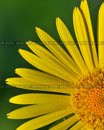 Дороникум (Doronicum) Стоковое фото, фотограф Александр Алексеев / Фотобанк Лори