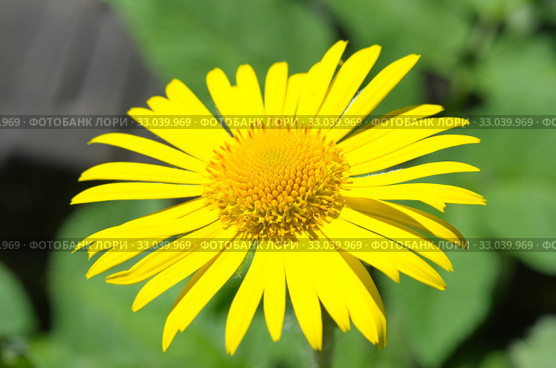 Дороникум (лат. Doronicum) крупным планом. Стоковое фото, фотограф Елена Коромыслова / Фотобанк Лори