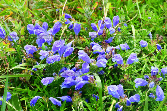 Dracocephalum charkeviczii Prob. (семейство Lamiaceae). Змееголовник Харкевича в бухте Ахлестышева на острове Русский. Россия, Владивосток (2020 год). Стоковое фото, фотограф Овчинникова Ирина / Фотобанк Лори
