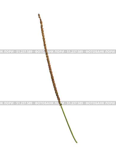 Dried plantain weed flower spike isolated on white background, cutout ready. Стоковое фото, фотограф Елена  Попкова / Фотобанк Лори