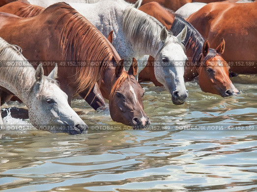 drinking arabian horse in the lake. sunny day. Стоковое фото, агентство Ingram Publishing / Фотобанк Лори