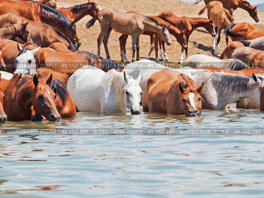 drinking arabian mares in the lake at liberty. sunny day. Стоковое фото, агентство Ingram Publishing / Фотобанк Лори