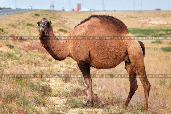 Dromedary camel. Стоковое фото, фотограф Art Konovalov / Фотобанк Лори