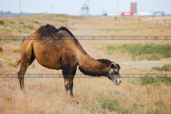 Dromedary camel. Стоковое фото, фотограф Art Konovalov / Фотобанк Лори