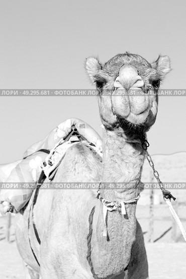 dromedary near the sky in oman empty quarter of desert a  free . Стоковое фото, агентство Ingram Publishing / Фотобанк Лори