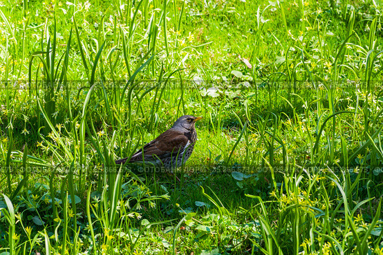 Дрозд-рябинник (turdus pilaris) в траве. Солнечный день в конце апреля. Стоковое фото, фотограф Сергей Рыбин / Фотобанк Лори