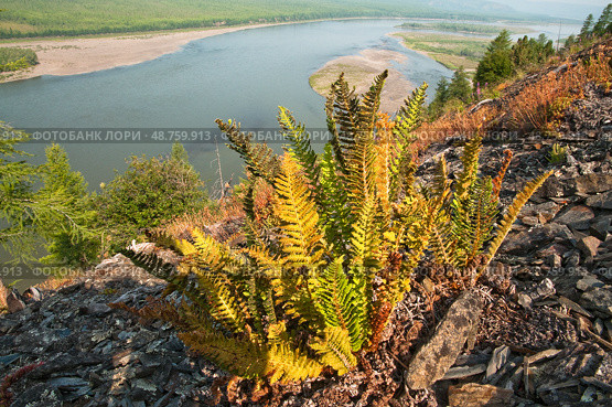 Dryopteris fragrans - Щитовник пахучий.    Лето, река Колыма,  растительность на горном склоне . Восточная Сибирь, Магаданская область. Стоковое фото, фотограф Павел Просянов / Фотобанк Лори