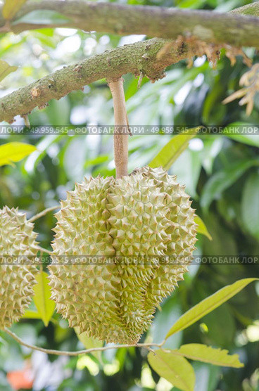 Durian in orchards yield. Стоковое фото, агентство Ingram Publishing / Фотобанк Лори