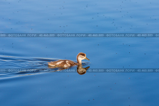 During the day, ducklings swim in the pond under the supervision of a duck. Стоковое фото, фотограф Юрий Поздников / Фотобанк Лори
