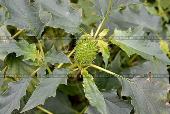 Дурман индейский (безвредный) (Datura inoxia Mill.), плод и листья. Стоковое фото, фотограф Ирина Борсученко / Фотобанк Лори