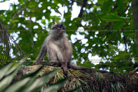 Dusky leaf monkey (2014 год). Стоковое фото, фотограф Татьяна Карасева / Фотобанк Лори
