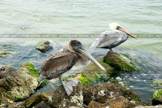Два американских бурых пеликана (Pelecanus occidentalis): Птица этого года в ювенильной окраске и взрослая птица. В фокусе первая птица. Стоковое фото, фотограф Ирина Кожемякина / Фотобанк Лори