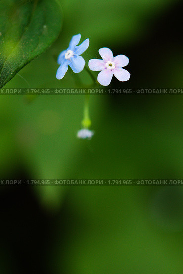 Два маленьких цветка. Стоковое фото, фотограф Мария Калиниченко / Фотобанк Лори