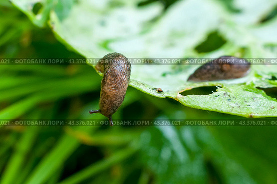 Два слизня на листе капусты (Deroceras sturangi, Deroceras agreste, Deroceras reticulatum) Стоковое фото, фотограф Ольга Визави / Фотобанк Лори