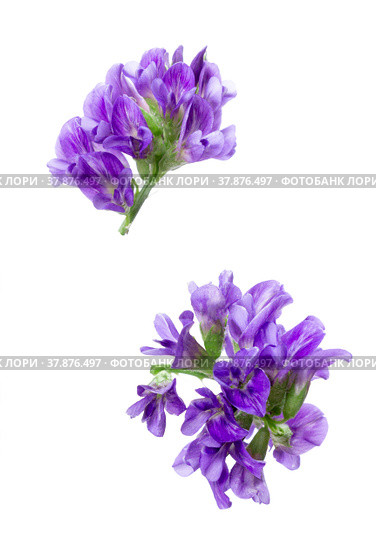 Два соцветия люцерны (Medicago). Маленькие фиолетовые цветы, изолированные на белом фоне. Стоковое фото, фотограф Елена Абдураманова / Фотобанк Лори