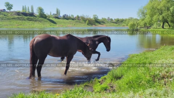 Две лошади принимают водные процедуры в реке, чистят копыта и умываются, стоят у берега на мелководье солнечным теплым утром. Стоковое видео, видеограф Сергей Чайко / Фотобанк Лори