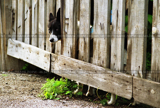Дворовая собака выглядывает из-за забора. A yard dog peeks out from behind the fence. Стоковое фото, фотограф Евгений Романов / Фотобанк Лори
