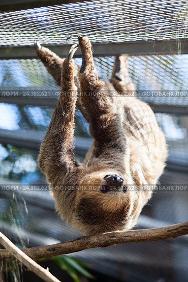 Двупалый ленивец Linnaeus Sloth висит в вольере. The Loro Parkue in Puerto de la Cruz, Tenerife, Canary, Spain. Стоковое фото, фотограф Кекяляйнен Андрей / Фотобанк Лори