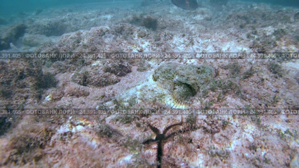 Дьявол Скорпион (Scorpaenopsis diabolus) движется вдоль дна, Красное море, Шарм-эль-Шейх, Синайский полуостров, Египет. Стоковое видео, видеограф Некрасов Андрей / Фотобанк Лори