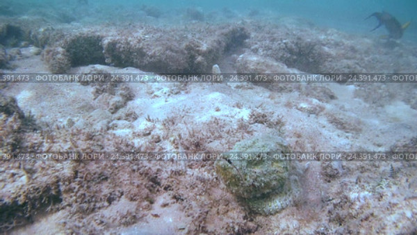 Дьявол Скорпион (Scorpaenopsis diabolus) движется вдоль дна, Красное море, Шарм-эль-Шейх, Синайский полуостров, Египет. Стоковое видео, видеограф Некрасов Андрей / Фотобанк Лори