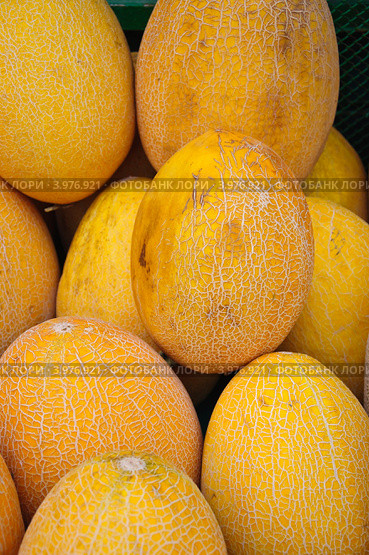 Дыни (Cucumis melo) Стоковое фото, фотограф Алёшина Оксана / Фотобанк Лори
