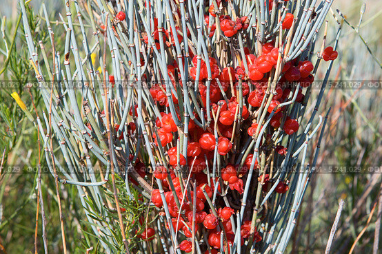 Эфедра Хвощевая (Ephedra equisetina), крупный план. Стоковое фото, фотограф Ирина Яровая / Фотобанк Лори