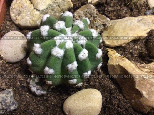 Эхинопсис субденудата Echinopsis subdenudata с деткой. Стоковое фото, фотограф Анна Мартынова / Фотобанк Лори