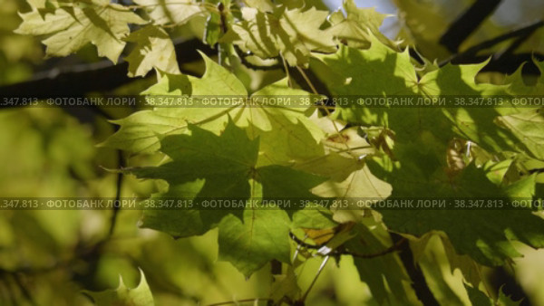 Екатерининский парк (Царское Село). Ветви осенних кленов. Catherine Park (Tsarskoye Selo). Branches of autumn maples. (2021 год). Редакционное видео, видеограф Евгений Романов / Фотобанк Лори