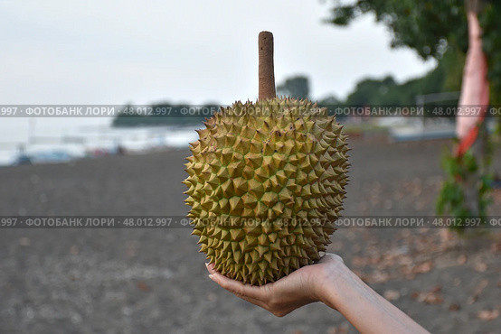 Экзотический фрукт дуриан / Durian Exotic fruit. Стоковое фото, фотограф Сергей Митрофанов / Фотобанк Лори