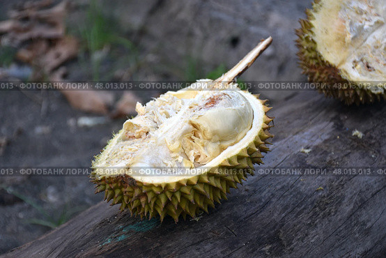 Экзотический фрукт дуриан / Durian Exotic fruit. Стоковое фото, фотограф Сергей Митрофанов / Фотобанк Лори