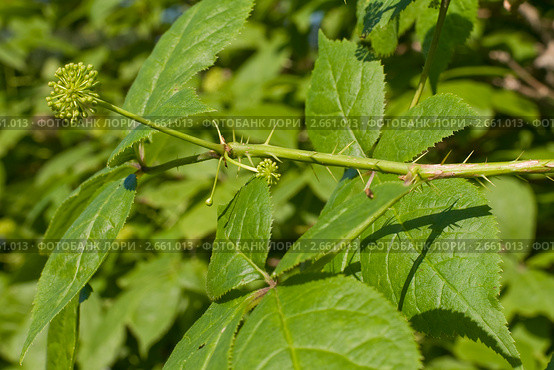Элеутерококк  (Eleutherococcus) Стоковое фото, фотограф Александр Алексеев / Фотобанк Лори