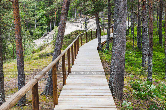 Elevated wooden boardwalk with handrail meanders through lush pine forest dunes, Latvia. Редакционное фото, фотограф Zydrius Tartenis / Фотобанк Лори