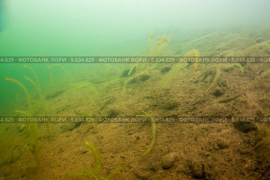 Элодея канадская, или Анахарис, или Водяная зараза, или Водяная чума (Elodea canadensis) на дне водоема. Стоковое фото, фотограф Сергей Дубров / Фотобанк Лори