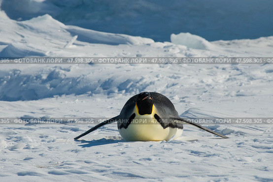 Emperor penguin. isolated on white background. Стоковое фото, фотограф Vladimir / Фотобанк Лори