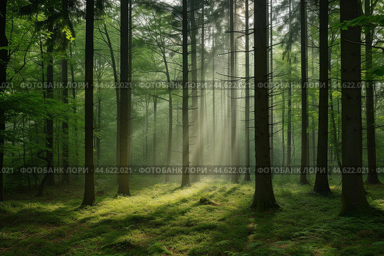 Enchanting Beautiful trees in forest at morning. Generate Ai. Стоковое AI-изображение, AI-художник Иван Рябоконь / Фотобанк Лори