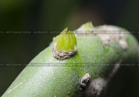 Enlarge Cactus germination, Macro shot close up. Стоковое фото, агентство Ingram Publishing / Фотобанк Лори