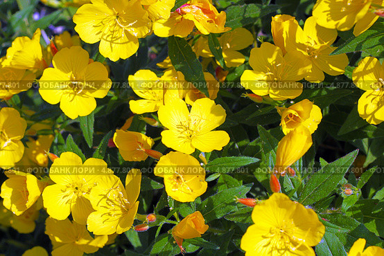 Энотера кустарниковая  (Oenothera fruticosa L. ) Стоковое фото, фотограф Евгений Мухортов / Фотобанк Лори