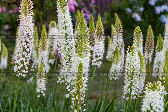 Эремурус гималайский (Eremurus himalaicus) Стоковое фото, фотограф Ольга Сейфутдинова / Фотобанк Лори