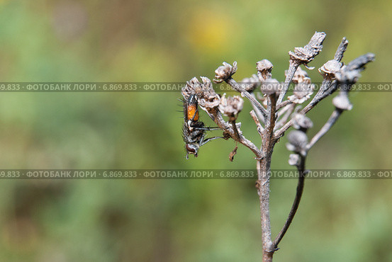 Eriothrix rufomaculatus. Муха тахина или Ежемуха (Tachinidae) Стоковое фото, фотограф Алёшина Оксана / Фотобанк Лори