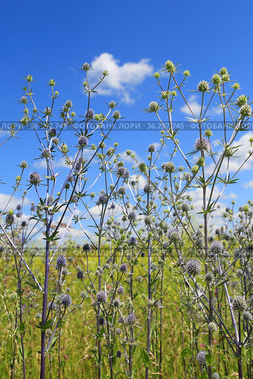 Eryngium planum. Синеголовник плосколистный на лугу на фоне неба с облаками, Новосибирская область. Стоковое фото, фотограф Григорий Писоцкий / Фотобанк Лори