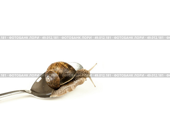 Escargot snail climbing on a spoon. Стоковое фото, агентство Ingram Publishing / Фотобанк Лори