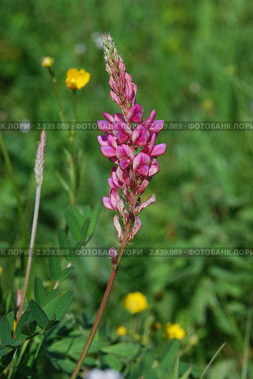 Эспарцет (Onobrychis arenaria) Стоковое фото, фотограф Анна Омельченко / Фотобанк Лори